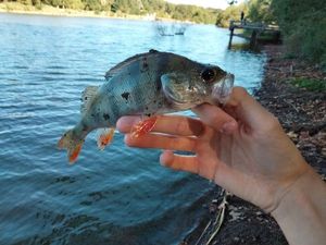 European Perch