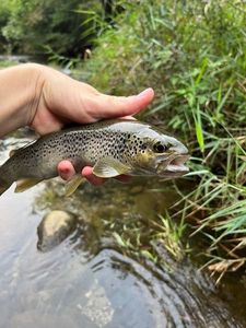 Brown Trout