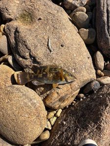 Ballan Wrasse