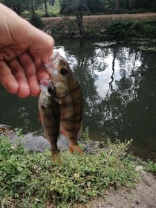 European Perch