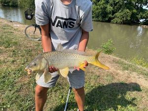 Common Carp