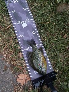 Green Sunfish