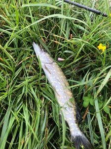 Northern Pike