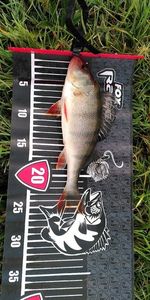 European Perch