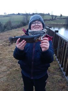 Brown Trout