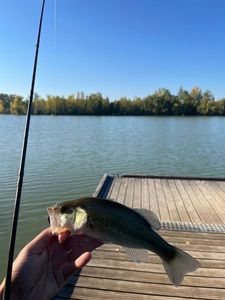 Largemouth Bass