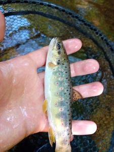 Brown Trout