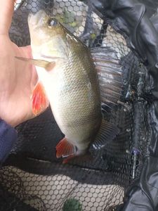 European Perch