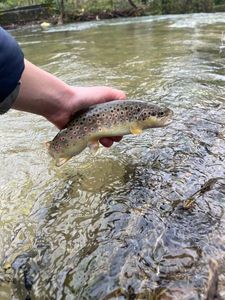 Brown Trout