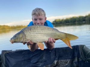 Common Carp