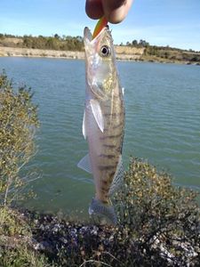 Zander
