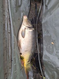 Mirror Carp