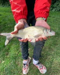 Common Bream