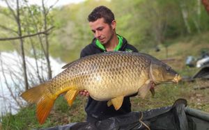 Common Carp