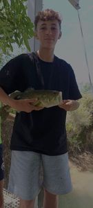 Largemouth Bass
