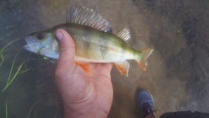 European Perch