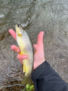 Brown Trout