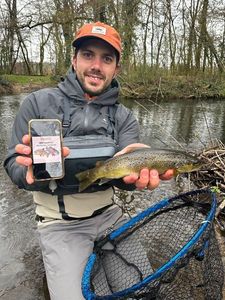 Brown Trout