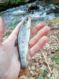 Brown Trout