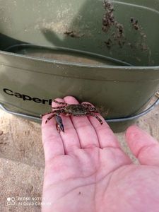 Common Shore Crab (Green Crab)