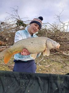 Common Carp
