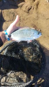 Saddled Seabream