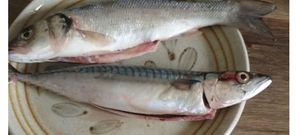 European Bass (Seabass)