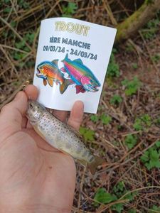 Brown Trout
