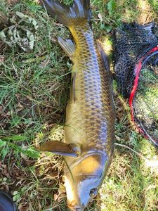 Common Carp