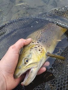 Brown Trout