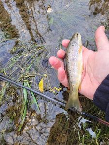 Brown Trout