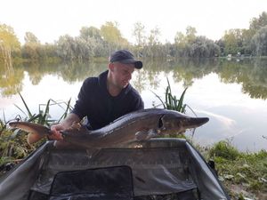 Sturgeon