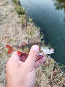 European Perch