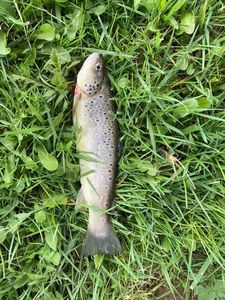 Brown Trout