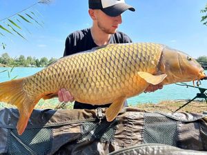 Common Carp