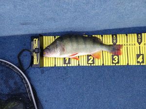 European Perch