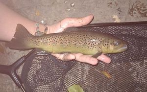 Brown Trout