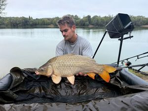 Common Carp