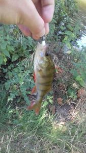 European Perch