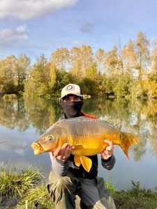Mirror Carp
