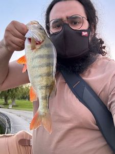 European Perch