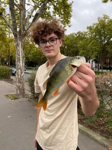 European Perch