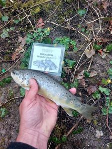 Brown Trout