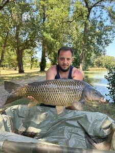 Common Carp