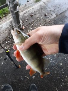 European Perch