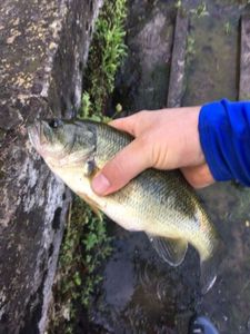 Largemouth Bass