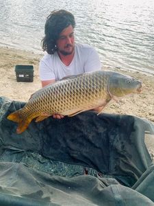 Common Carp