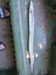 European Eel (Common Eel)