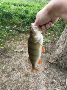 European Perch