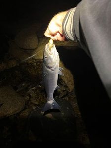 European Bass (Seabass)